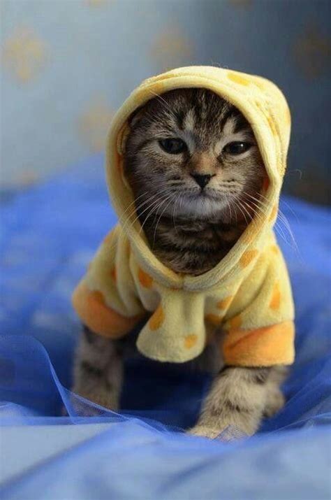D Hoodie Guy Sz So So So Zzzzzzz Kittens Cutest Cats And Kittens