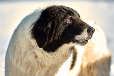 Bukovina Sheepdog Breed Guide Info Pictures Care And More Pet Keen