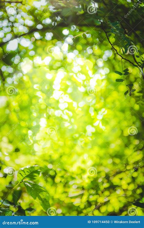Beautiful Natural Green Leaf And Abstract Blur Bokeh Light Background