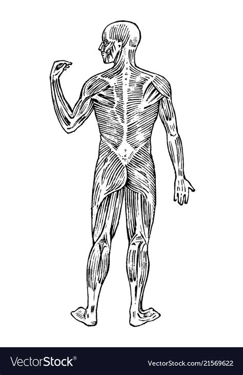 Human Anatomy Muscular And Bone System Male Body Vector Image
