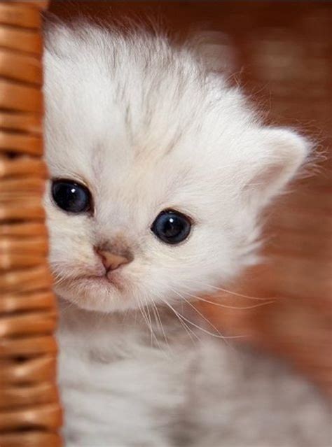 White Kitten Pictures Furry Kittens