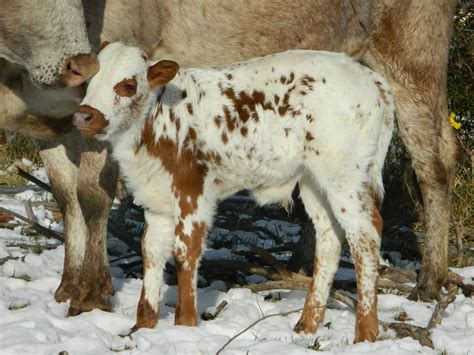 Calf In Snow Cow Calf Sweet Cow Cow
