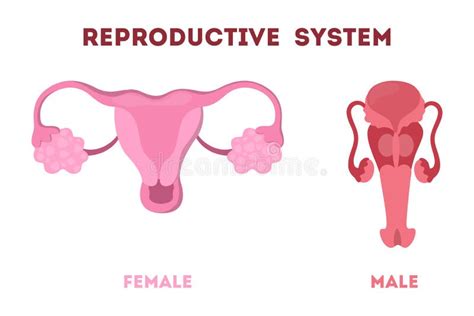La Mujer Y El Sistema Reproductivo Del Hombre Órgano Humano Interno