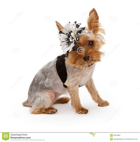 Yorkshire Terrier Wearing A Flower Headband Stock Image Image Of