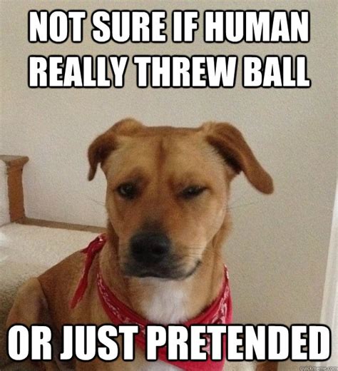 Skeptical Dog Funny Animals Funny Pictures Funny Dogs