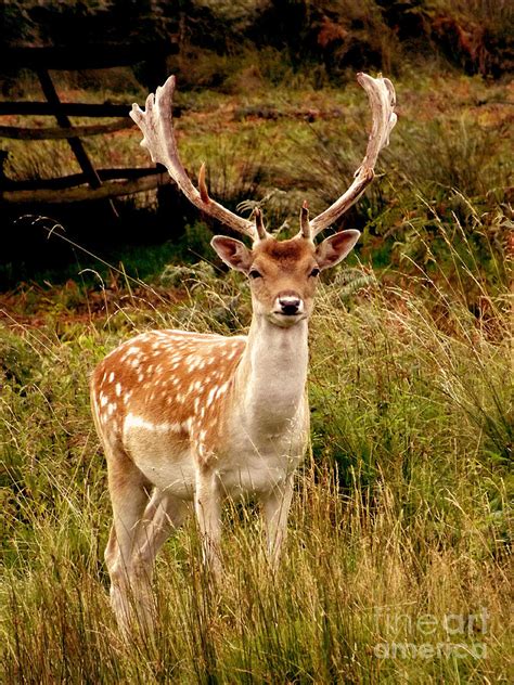 Wildlife Fallow Deer Stag Photograph By Linsey Williams Fine Art America