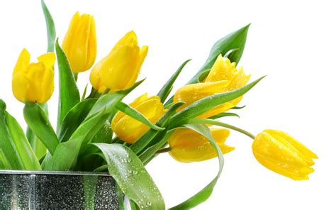 Yellow Tulip Flower Arrangement Tulips Yellow Flowers Bouquet