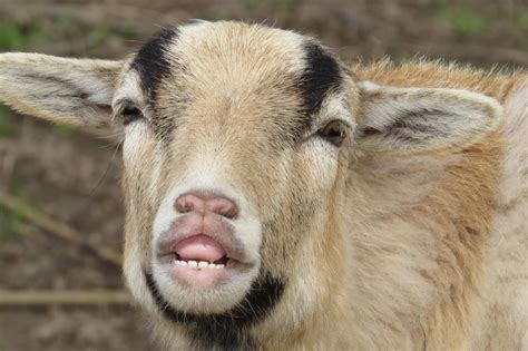 Animals Are Wondrous Goats Peta Prime