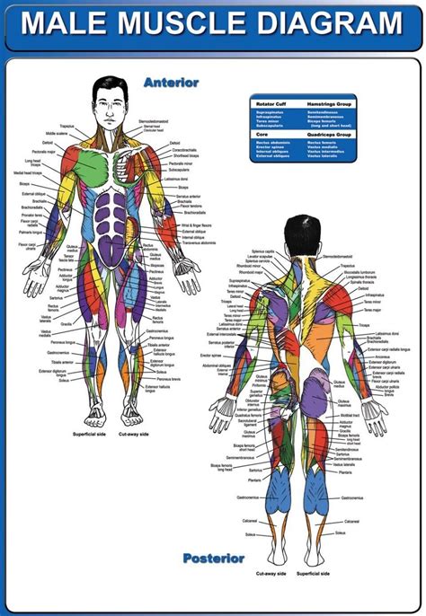 Human Muscles Diagram Labeled Muscle Diagram Chart Free Download