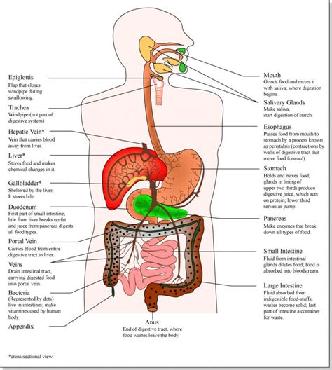 List 98 Pictures Picture Of The Anatomy Of The Human Body Latest