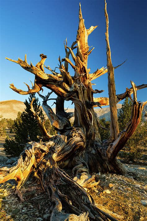 Ancient Bristlecone Pine Forest Photograph By Panoramic Images