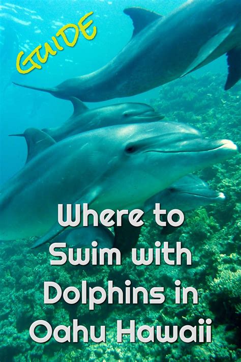 Want To Swim With Dolphins In Oahu Hawaii Heres How And