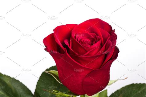 Red Rose Isolated On White Stock Photo Containing Red And Rose High