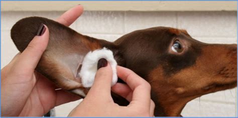 Busters Vision Ringworm Yikes Learn About Pet Hygiene