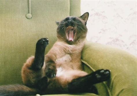 Funny Yawning Pictures
