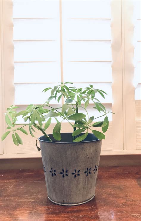 Maybe you would like to learn more about one of these? Umbrella Plant. Easy to take care of and great indoor ...