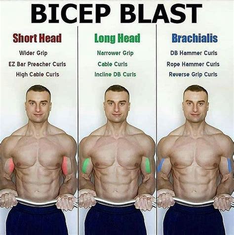 Biceps Blast Short Head Long Head Brachialis Biceps Workout