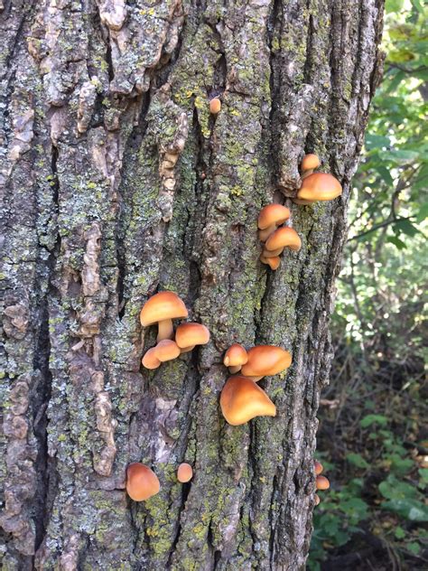Id Small Orange Mushrooms Growing On An Elm Tree In Central Nebraska