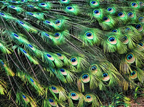 Peacocks Tail Feathers Photograph By Helaine Cummins Pixels
