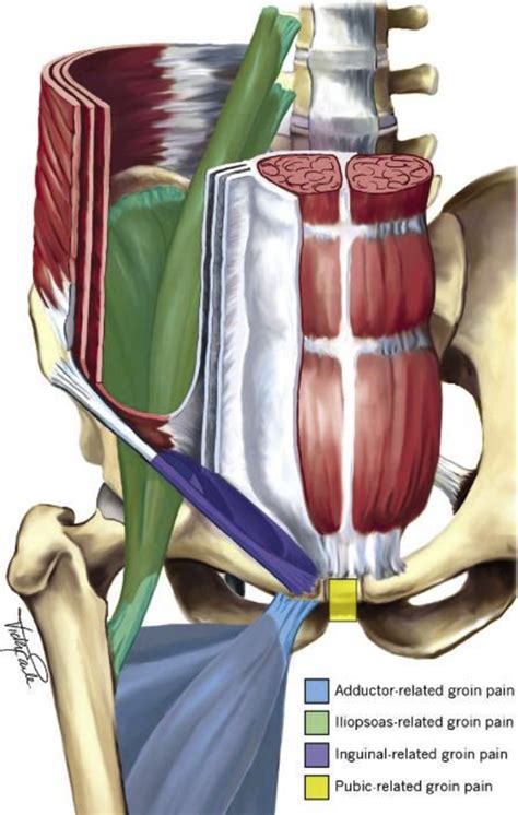 Groin Muscle Anatomy Rockpele