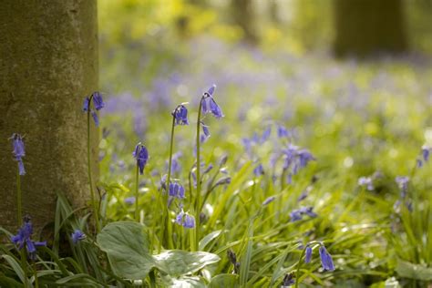 How To Grow And Care For Bluebells Grenebo Spread The Joys Of