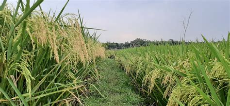 Free Images Paddy Field Paddy Garden Gold Rice Nature Bangladesh