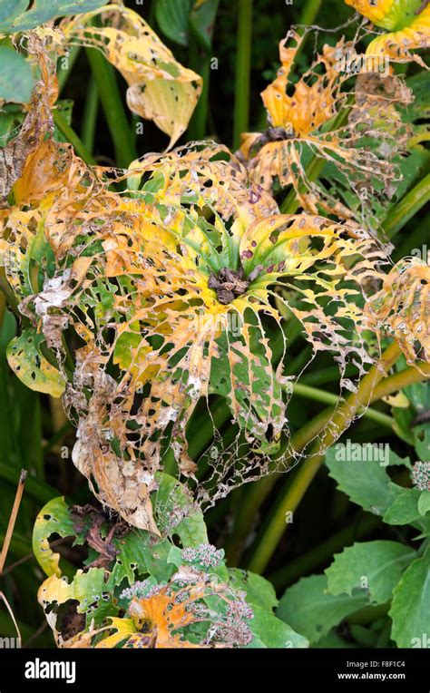 Hosta Sieboldiana Elegans Slug Snail And Decay Leaf Damage In Autumn