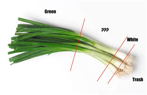 Answered Where Does The Green Part Of The Scallion Start And The