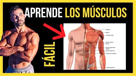 🔺 Músculos Del Cuerpo Humano Aprende Los Nombres Anatomia FÁcil