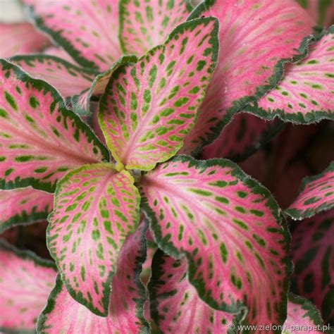 The soil should retain some moisture but should also drain the 'minima' and 'argyroneura' varieties are well suited to terrarium culture. Fittonia 'Pink Special' Fitonia| Zielony-parapet