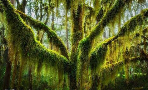 10 Most Stunning Trees In The World Women Daily Magazine