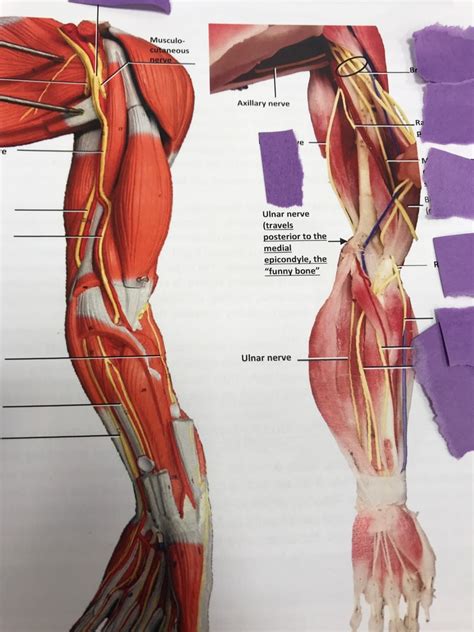 Brachial Plexus And Branches Human Muscle Model Diagram Quizlet My