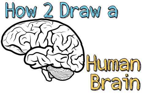 How To Draw A Human Brain Step By Step Easy