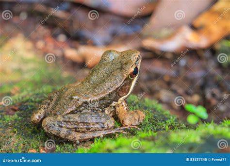 Beautiful Dark Sided Frog In Forest Stock Image Image Of Dark Eyes