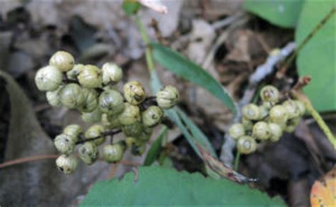 They are green creepers, commonly climbing up trees or hanging low to the ground. Roy Lukes: Poison Ivy - Door County Pulse