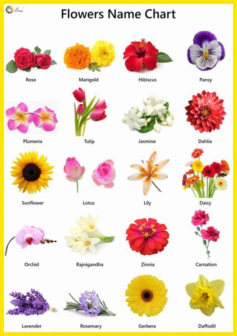 Flowers Name In English Pictures Videos Charts Ira Parenting