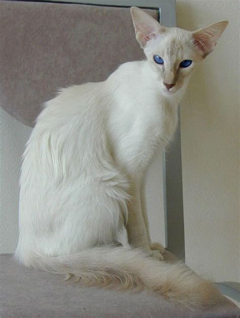Pin By Maz Dave On Cats In 2020 Balinese Cat Cat Breeds Beautiful Cats