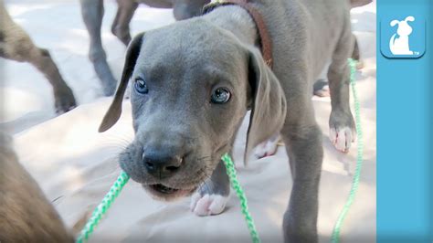 13 Great Dane Puppies Tug Of War Complete Chaos Puppy