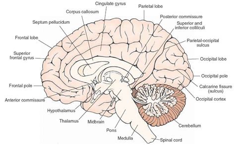 Midsagittal View Of The Brain Visible Are The Structures Situated On