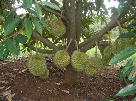 Jangan mengaku pecinta durian apabila belum pernah mencicipi durian musang king. Berita TV Malaysia: anak pokok durian hybrid rendah