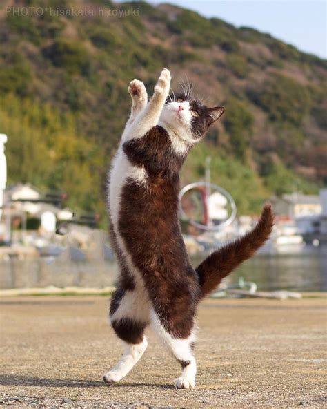 Japanese Photographer Documents Cats Practicing Their Ninja Skills