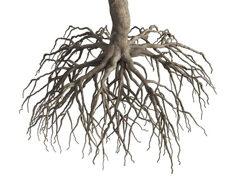 Premium Photo Tree Roots Isolate On White Background Object