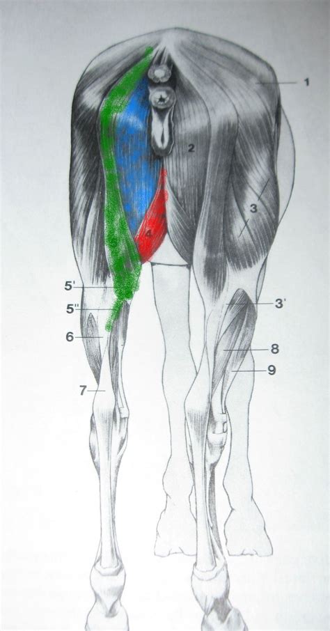 There Are 4 Muscles That Dr Marcella Cited As Part Of The Groin The