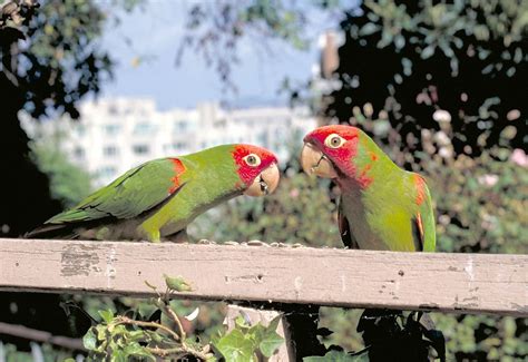 Bittner is more balanced perhaps than most other people. Review: The Wild Parrots of Telegraph Hill - Slant Magazine