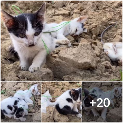 Urgent Rescue Mission Two Felines Stranded In Deep Pit Cry For Help