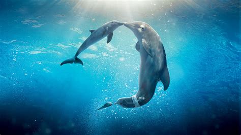 With the help of his friends, eddy and aidil, bidin tries to solve both his romance problem and his enemy problem. Dolphin Tale 2 Movie, HD Movies, 4k Wallpapers, Images ...