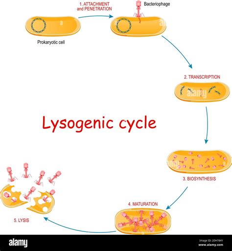 Lytic Cycle With Bacteria And Bacteriophage Cycles Of Viral