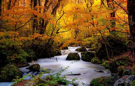 Wallpaper Autumn Forest Trees Stream Stones Japan Japan River