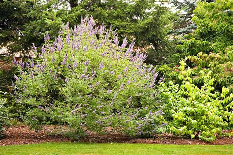All should perform well in st. 13 Best Small Trees for Patios