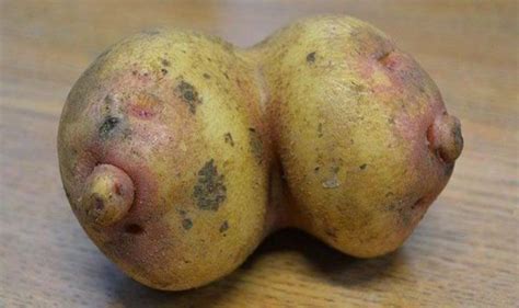 it was hilarious fresh food store workers find potato shaped like a pair of breasts weird